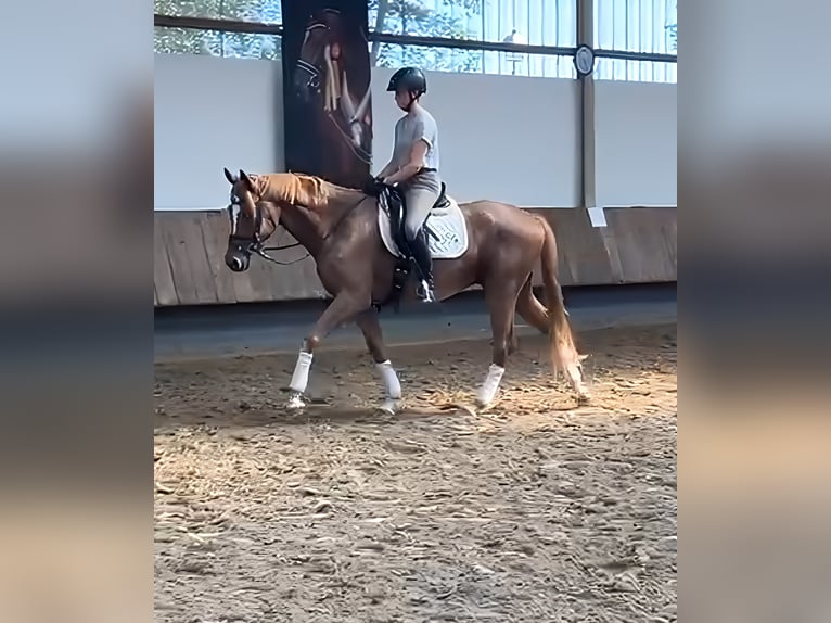 Trakehner Wallach 4 Jahre 167 cm Falbe in Lage