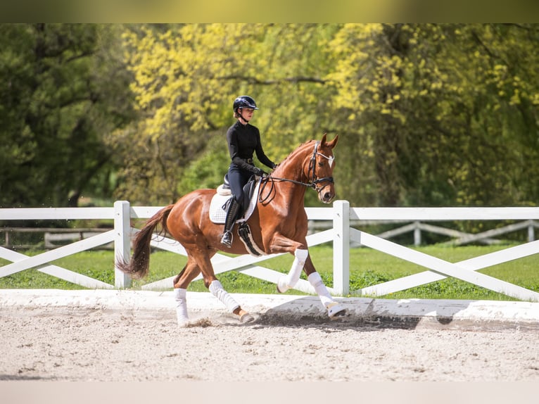 Trakehner Wallach 4 Jahre 167 cm Fuchs in Panker