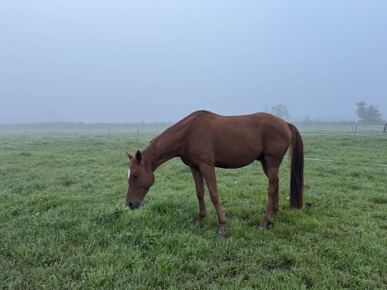 Trakehner Wallach 4 Jahre 167 cm Fuchs in Rohrbach