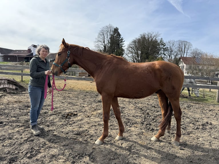 Trakehner Wallach 4 Jahre 167 cm Fuchs in Rohrbach