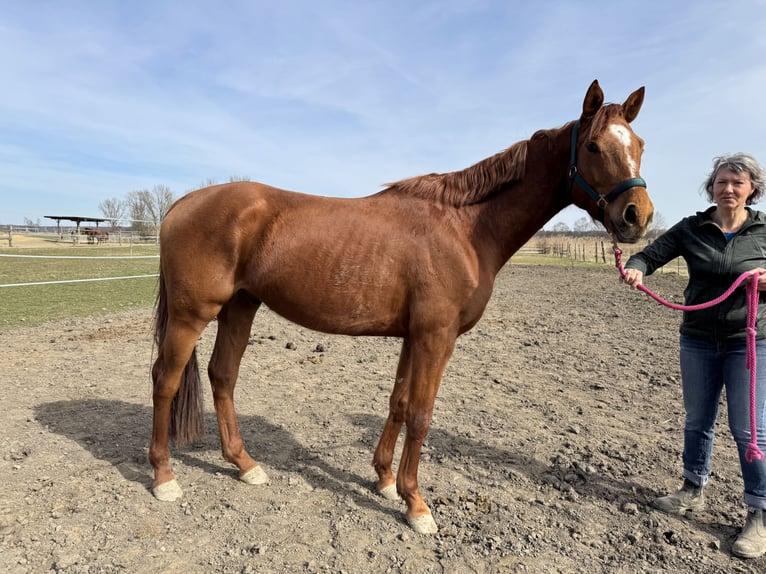 Trakehner Wallach 4 Jahre 167 cm Fuchs in Rohrbach