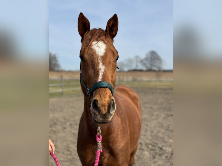 Trakehner Wallach 4 Jahre 167 cm Fuchs in Rohrbach