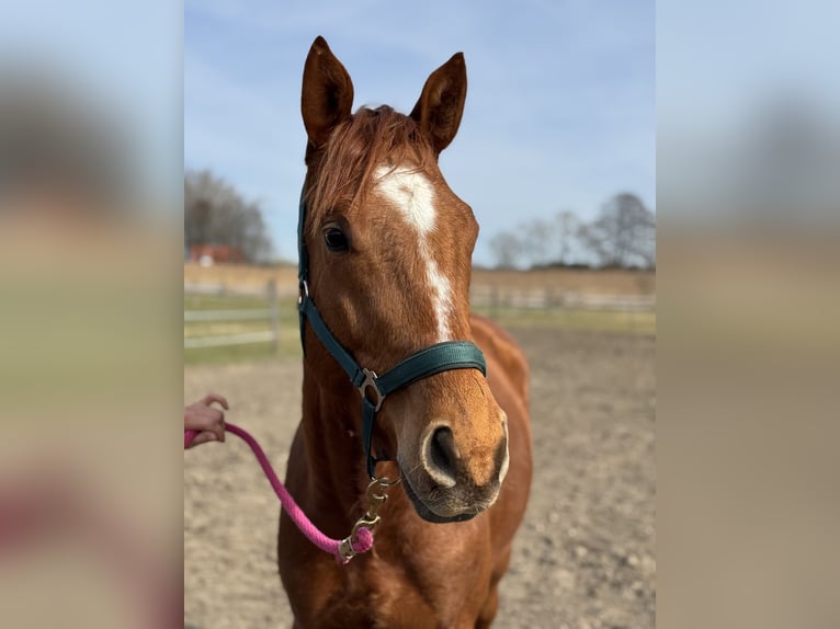 Trakehner Wallach 4 Jahre 167 cm Fuchs in Rohrbach