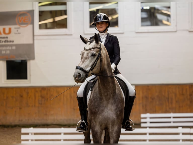 Trakehner Wallach 4 Jahre 167 cm Schimmel in Schlieckau