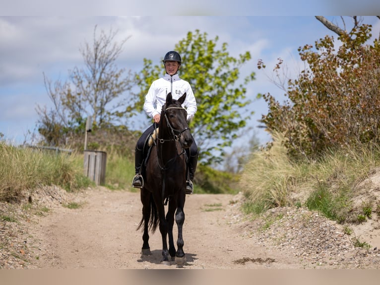 Trakehner Wallach 4 Jahre 167 cm Schwarzbrauner in Alkersum