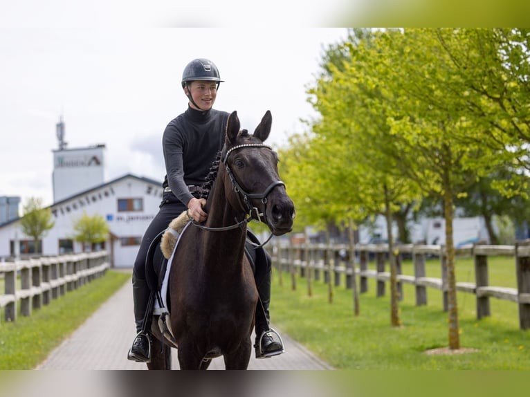 Trakehner Wallach 4 Jahre 167 cm Schwarzbrauner in Alkersum