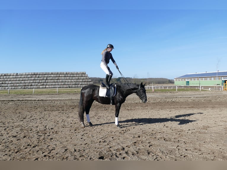 Trakehner Wallach 4 Jahre 167 cm  in Ganschow