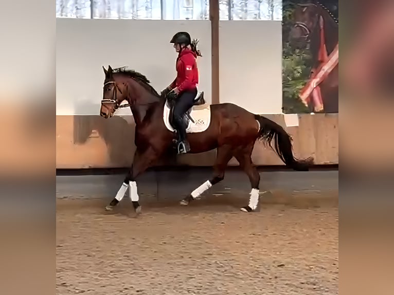 Trakehner Wallach 4 Jahre 168 cm Brauner in Lage