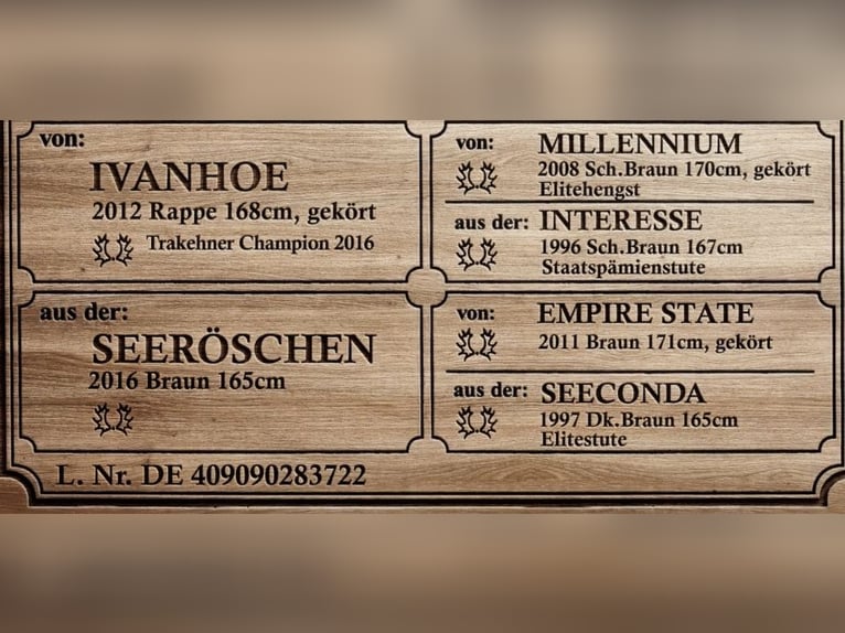 Trakehner Wallach 4 Jahre 168 cm Brauner in Langenenslingen