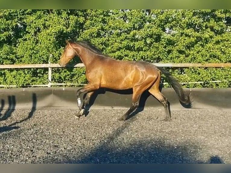 Trakehner Wallach 4 Jahre 168 cm Brauner in Kraichtal
