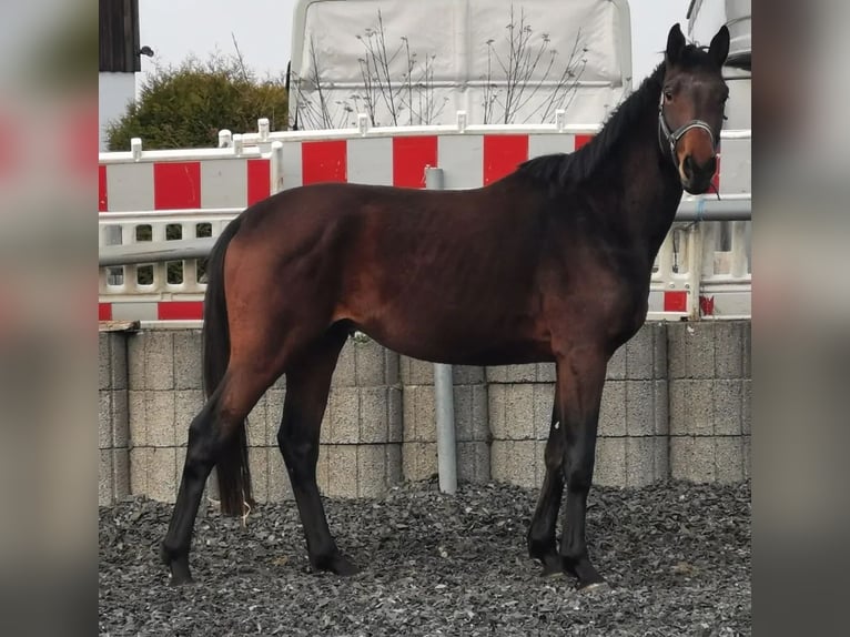 Trakehner Wallach 4 Jahre 168 cm Brauner in Kraichtal