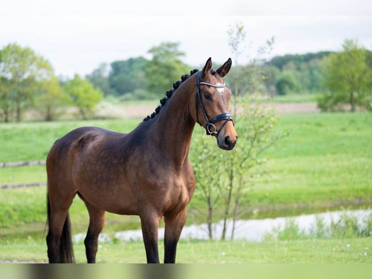 Trakehner Wallach 4 Jahre 168 cm Dunkelbrauner in Essen (Oldenburg)