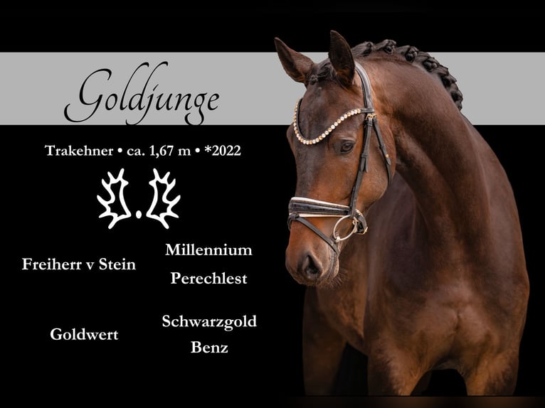 Trakehner Wallach 4 Jahre 168 cm Dunkelbrauner in Wehringen