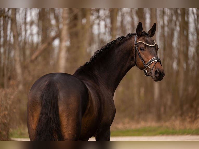 Trakehner Wallach 4 Jahre 168 cm Dunkelbrauner in Wehringen