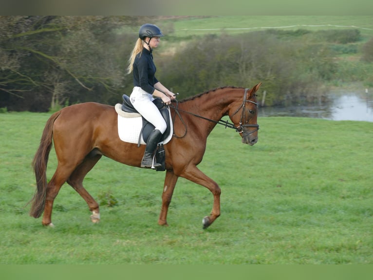 Trakehner Wallach 4 Jahre 168 cm Dunkelfuchs in Ganschow