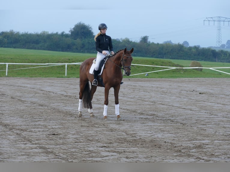 Trakehner Wallach 4 Jahre 168 cm Dunkelfuchs in Ganschow