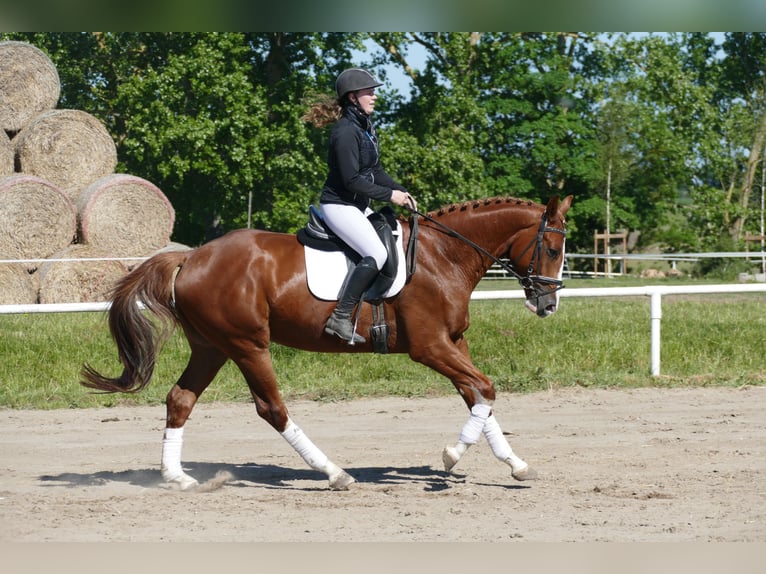 Trakehner Wallach 4 Jahre 168 cm Fuchs in Ganschow