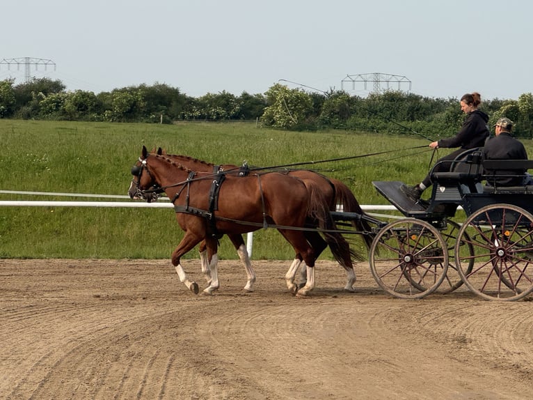 Trakehner Wallach 4 Jahre 168 cm Fuchs in Ganschow