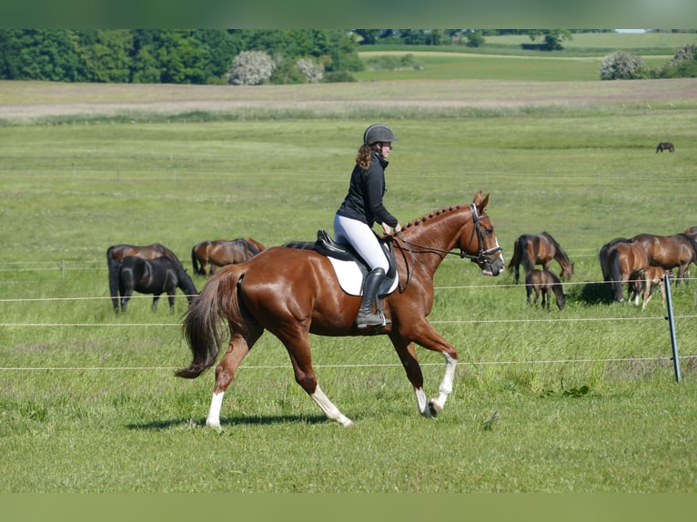 Trakehner Wallach 4 Jahre 168 cm Fuchs in Ganschow