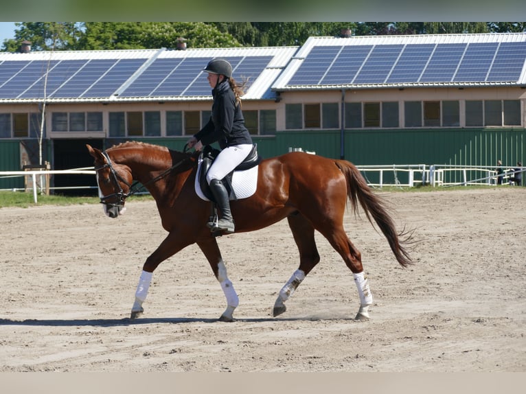 Trakehner Wallach 4 Jahre 168 cm Fuchs in Ganschow