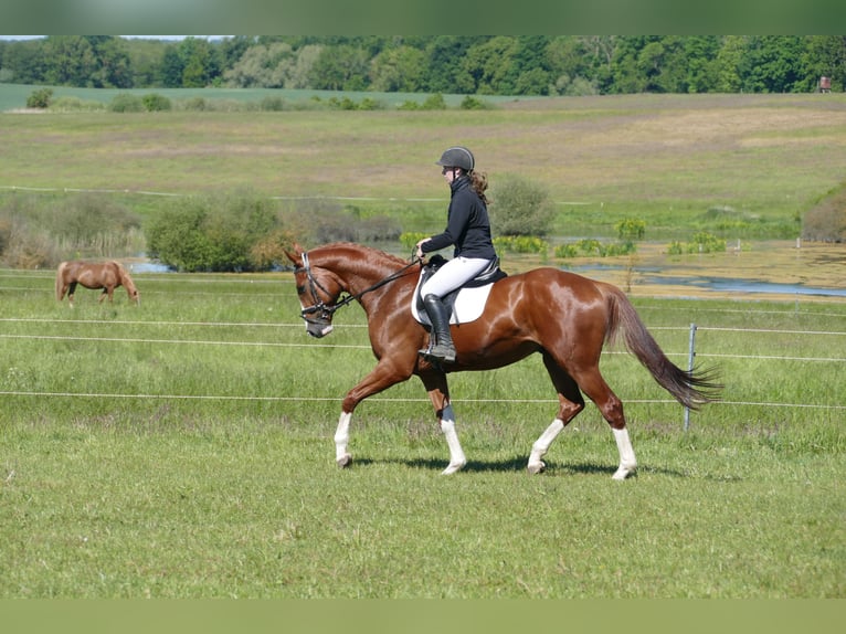 Trakehner Wallach 4 Jahre 168 cm Fuchs in Ganschow