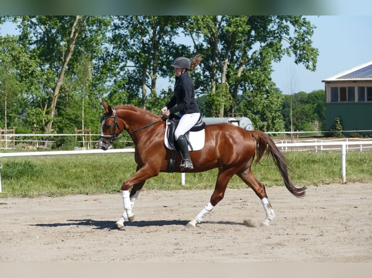 Trakehner Wallach 4 Jahre 168 cm Fuchs in Ganschow