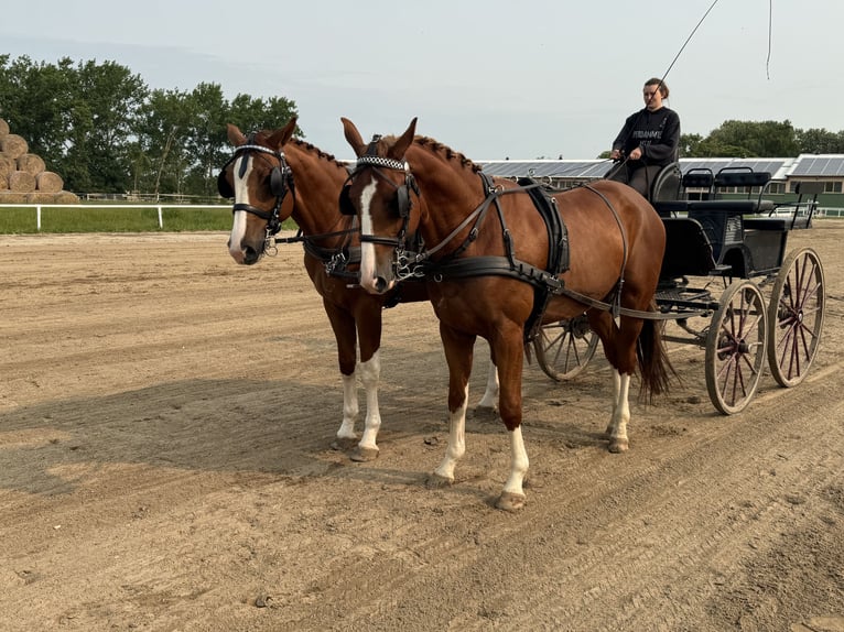 Trakehner Wallach 4 Jahre 168 cm Fuchs in Ganschow