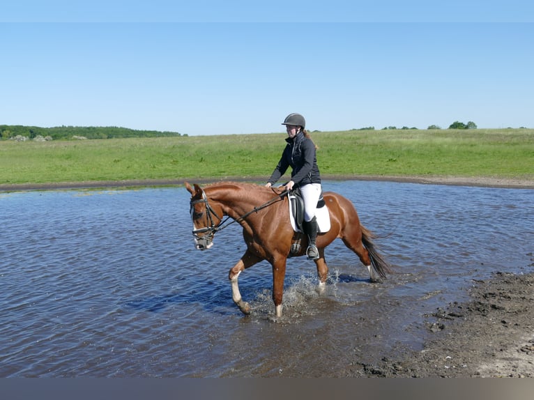 Trakehner Wallach 4 Jahre 168 cm Fuchs in Ganschow
