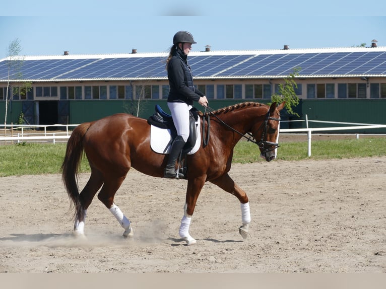 Trakehner Wallach 4 Jahre 168 cm Fuchs in Ganschow