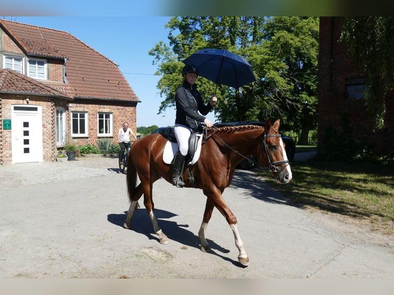 Trakehner Wallach 4 Jahre 168 cm Fuchs in Ganschow