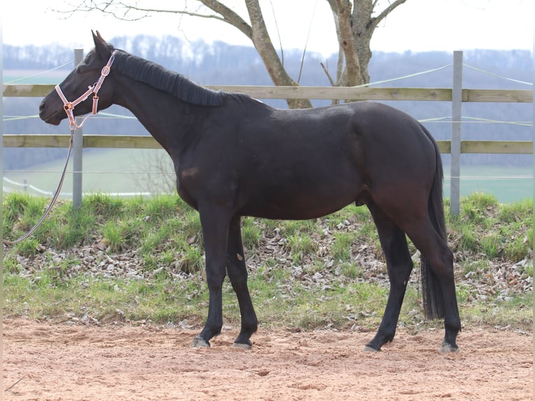 Trakehner Wallach 4 Jahre 168 cm Rappe in Quirnbach