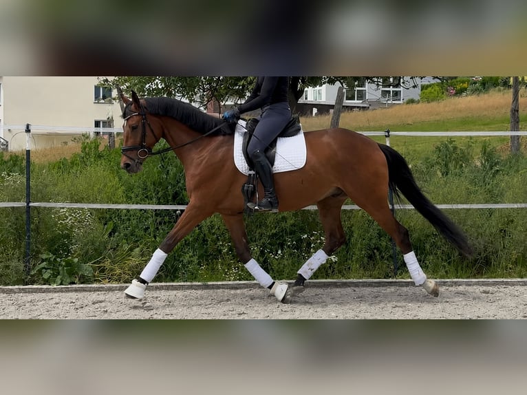 Trakehner Wallach 4 Jahre 169 cm Brauner in Kassel