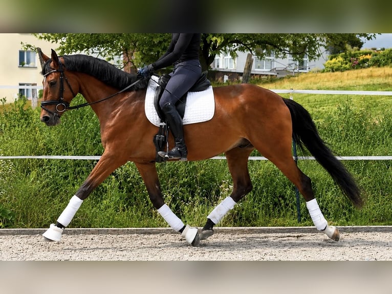 Trakehner Wallach 4 Jahre 169 cm Brauner in Kassel
