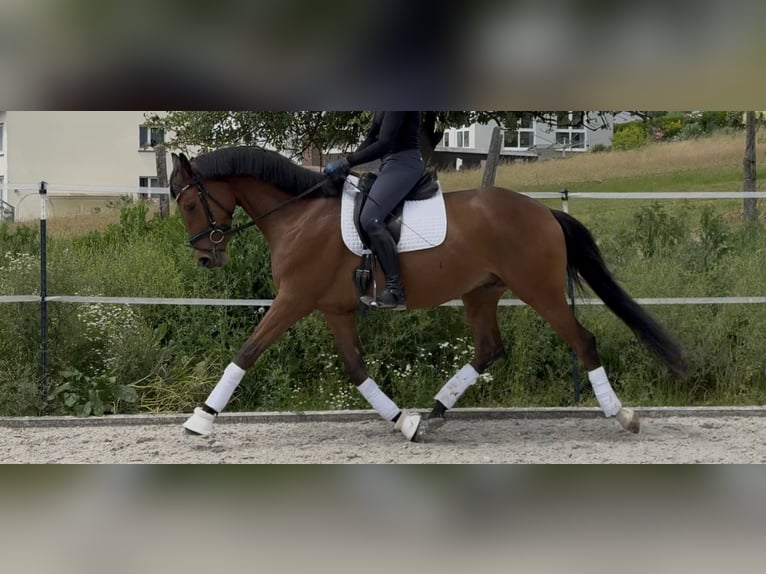 Trakehner Wallach 4 Jahre 169 cm Brauner in Kassel