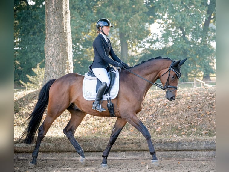 Trakehner Wallach 4 Jahre 169 cm Brauner in Hamm