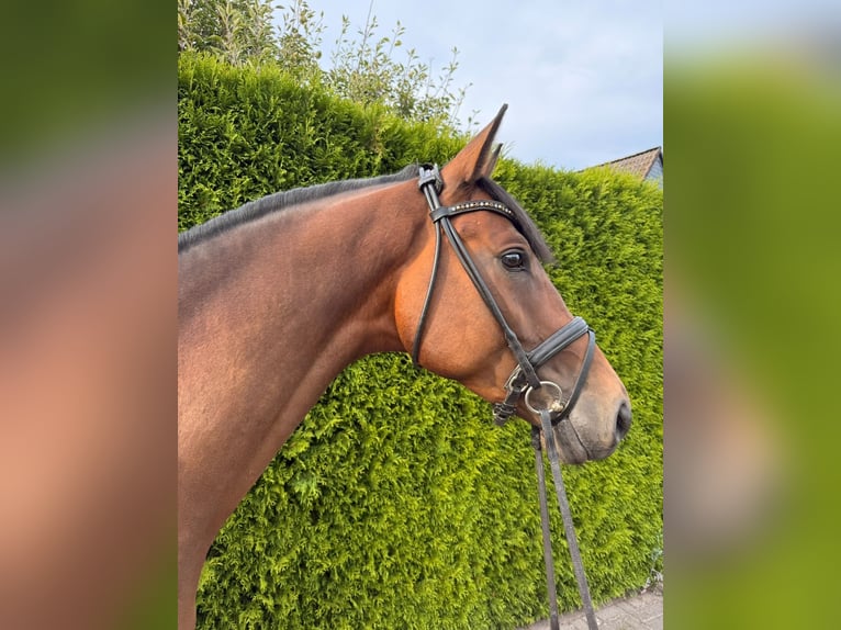 Trakehner Wallach 4 Jahre 169 cm Brauner in Hamm