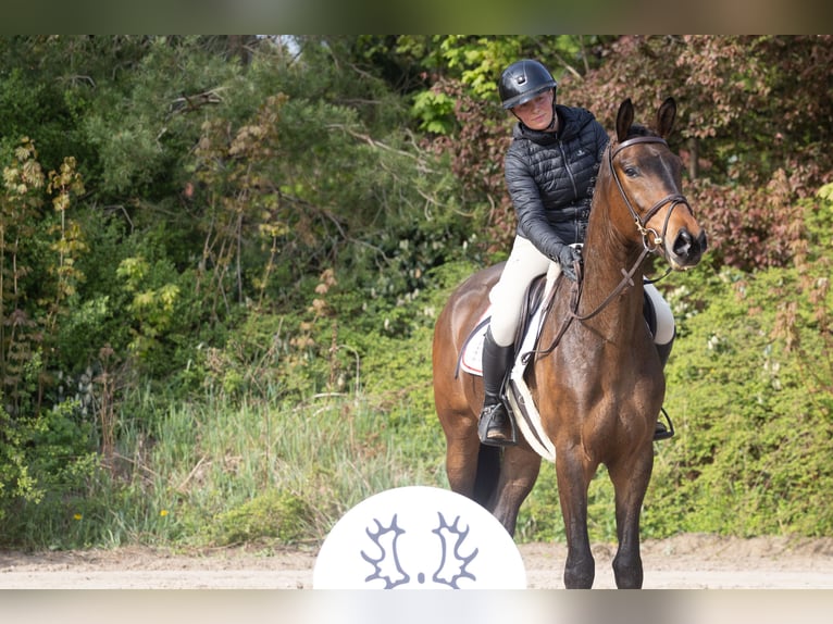 Trakehner Wallach 4 Jahre 169 cm Brauner in Winsen (Aller)