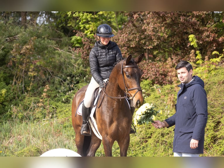 Trakehner Wallach 4 Jahre 169 cm Brauner in Winsen (Aller)