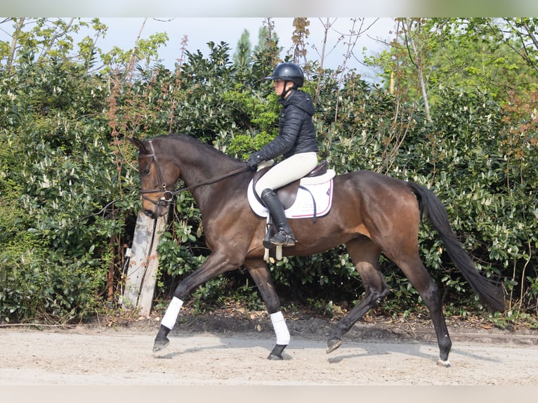 Trakehner Wallach 4 Jahre 169 cm Brauner in Winsen (Aller)