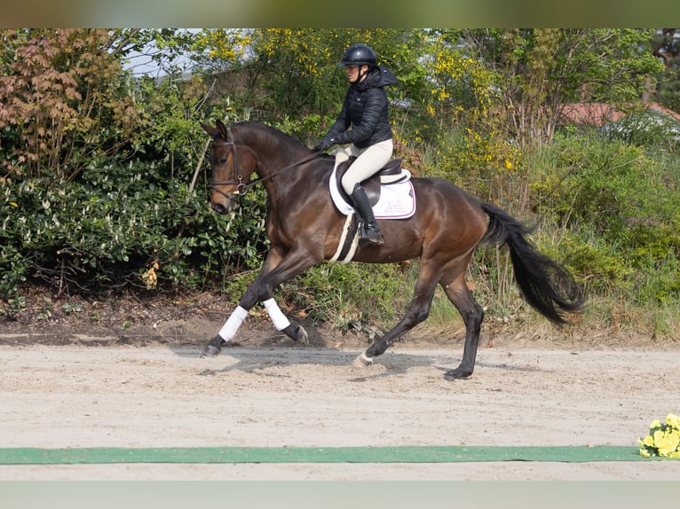 Trakehner Wallach 4 Jahre 169 cm Brauner in Winsen (Aller)