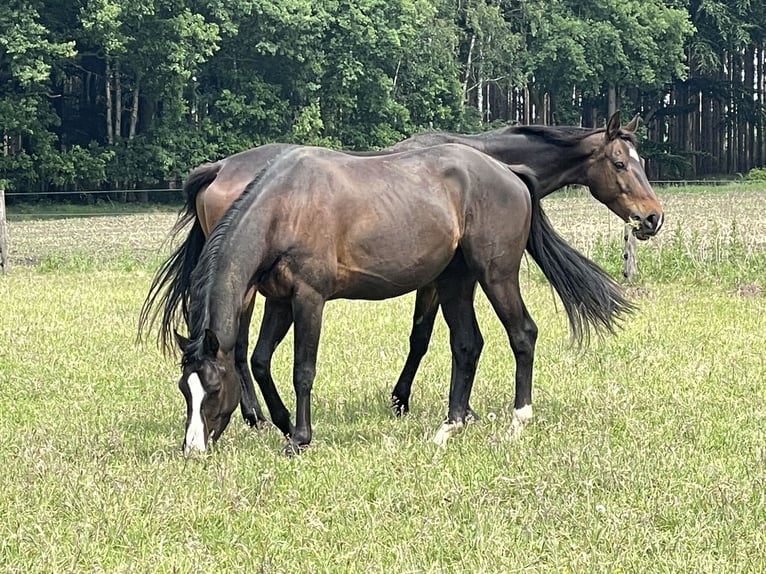 Trakehner Wallach 4 Jahre 169 cm Dunkelbrauner in Schiffdorf- Wehdel