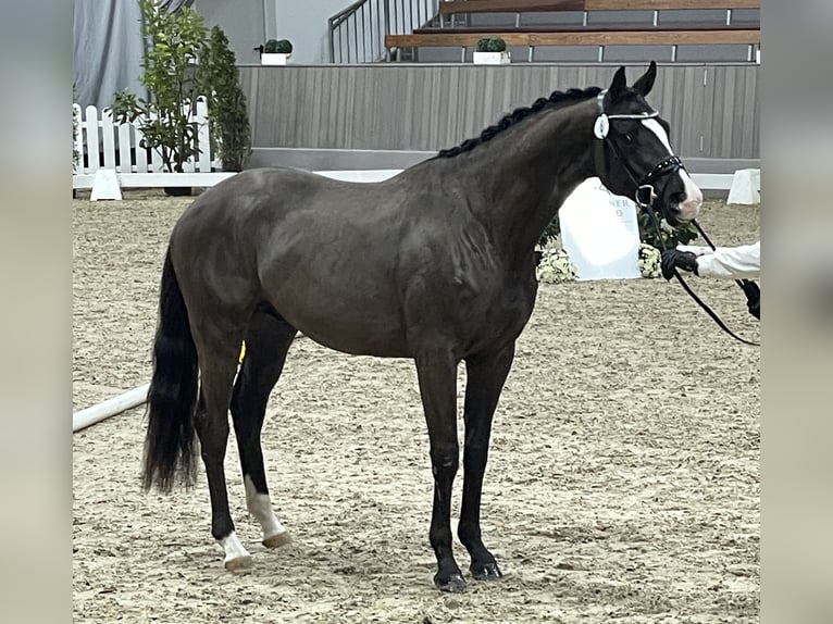 Trakehner Wallach 4 Jahre 169 cm Dunkelbrauner in Schiffdorf- Wehdel