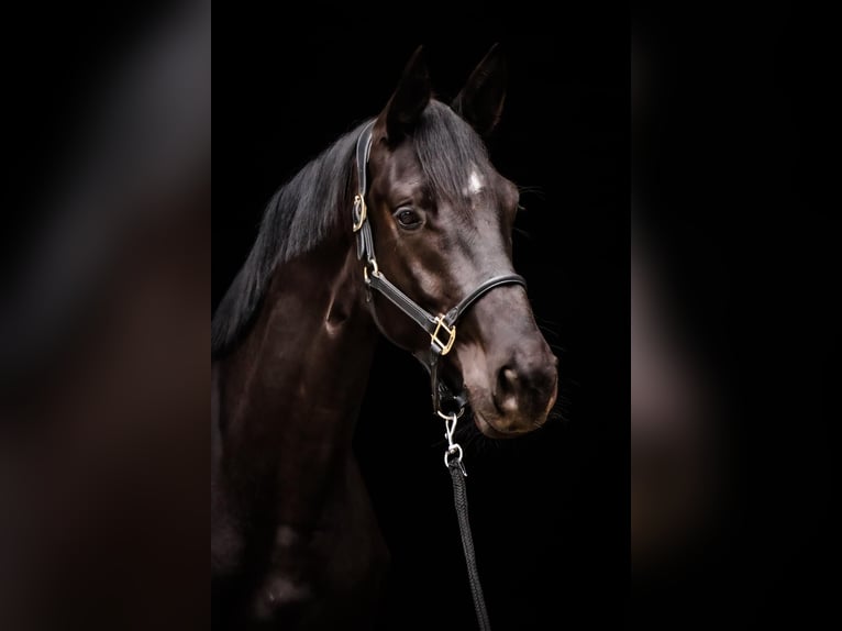 Trakehner Wallach 4 Jahre 169 cm Rappe in Roßdorf