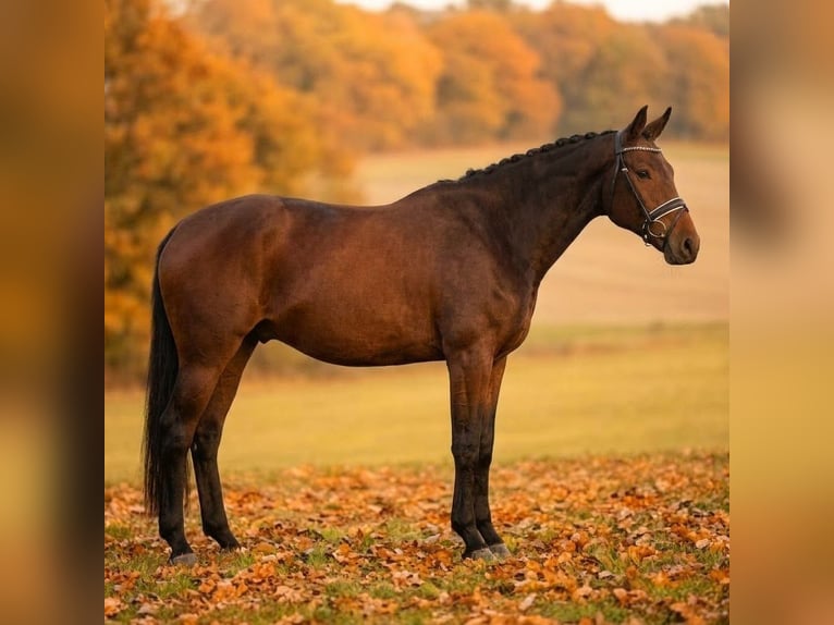 Trakehner Wallach 4 Jahre 170 cm Brauner in Eldena