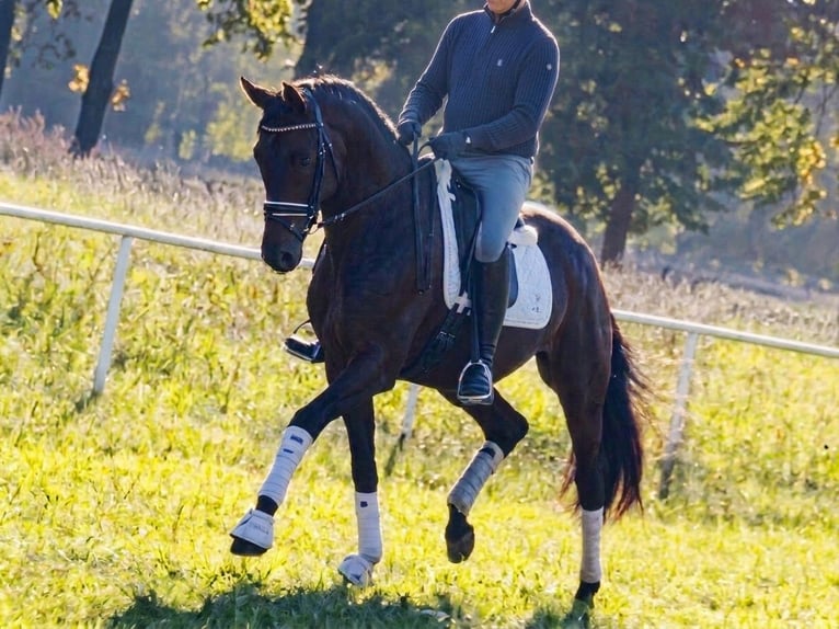 Trakehner Wallach 4 Jahre 170 cm Brauner in Eldena