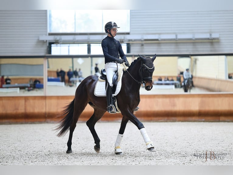 Trakehner Wallach 4 Jahre 170 cm Dunkelbrauner in Forst