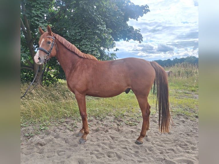 Trakehner Wallach 4 Jahre 170 cm Fuchs in Freiberg