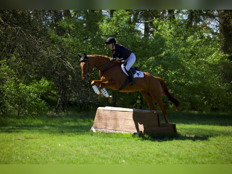 Trakehner Wallach 4 Jahre 170 cm Fuchs in Dannenberg (Elbe)