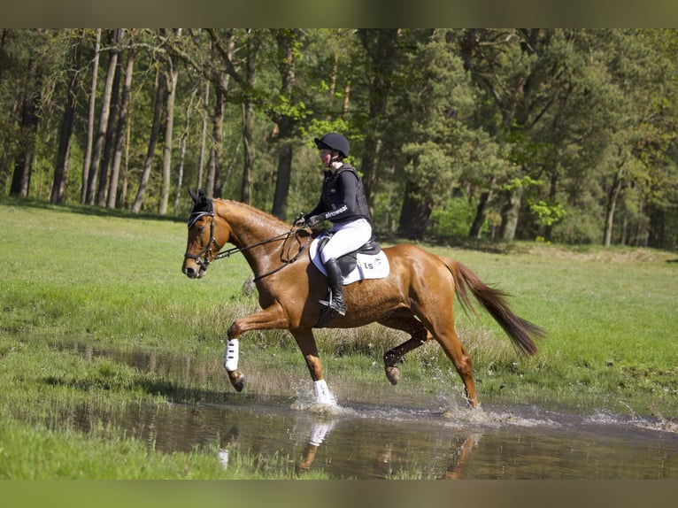 Trakehner Wallach 4 Jahre 170 cm Fuchs in Dannenberg (Elbe)