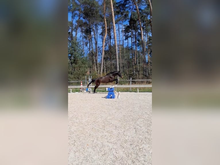 Trakehner Wallach 4 Jahre 170 cm Schwarzbrauner in Mei&#xDF;enheim